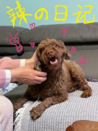 誰家小狗這麼帥呀